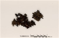 藏品(日本綿腹衣)的圖片